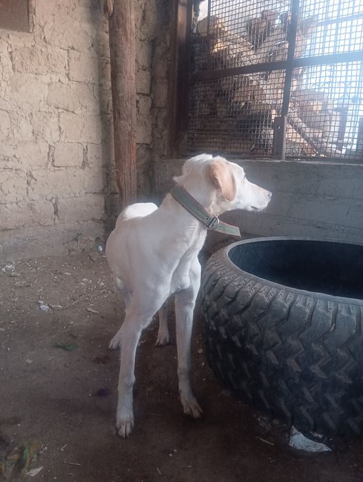 Тазы 7 айлық Төбет Бір жасқа толды