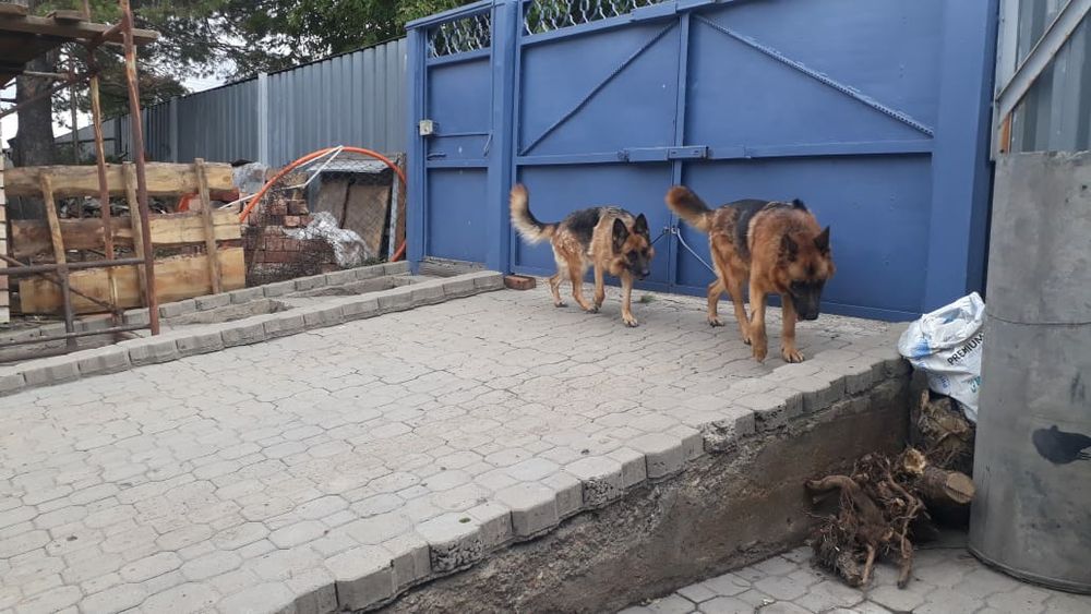 Немецкая овчарка