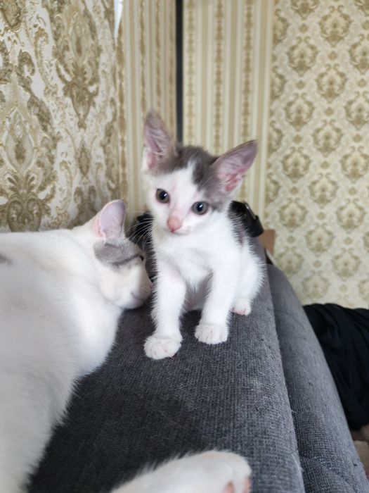 Котенок мальчик.  Очень ласковый