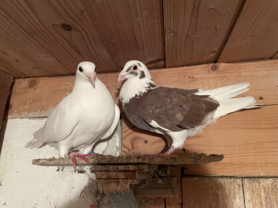 Vand porumbei voiajori