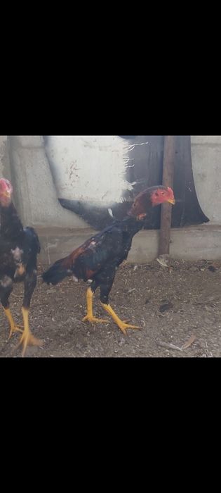 О  шамо   100%тік