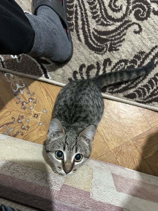 Мысық домашний отдам бесплатно