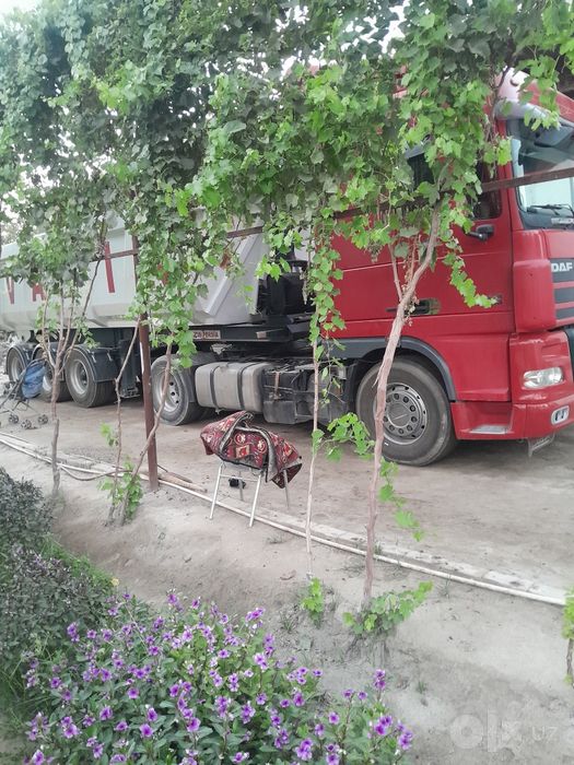 Vazin tanar prsep