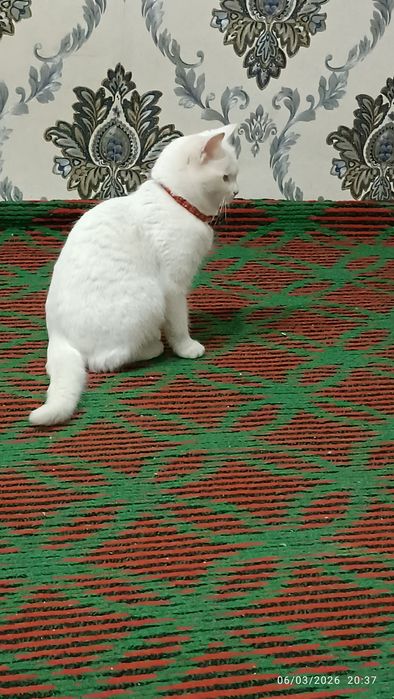 Toza zotli Turk angorasi