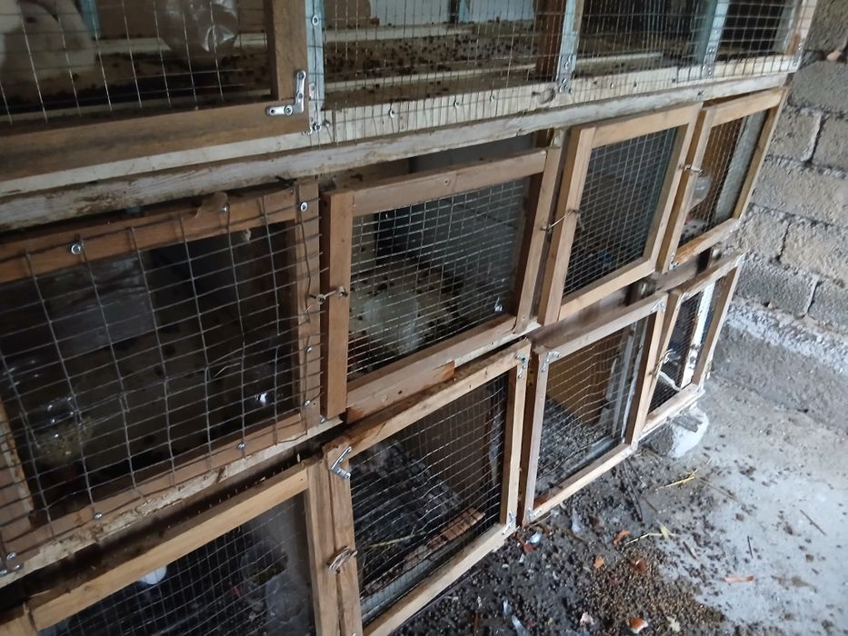 Ensotiladi quyon endi sotiladi