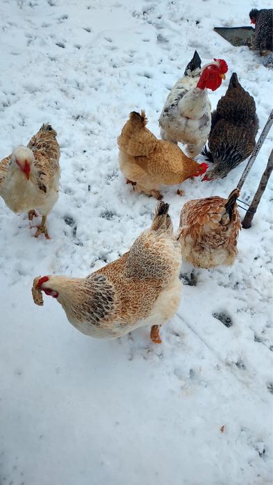 Gaini si cocos de vanzare