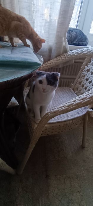 Очень ласковый мальчик