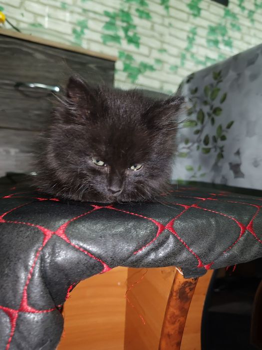 Отдадим в добрые руки