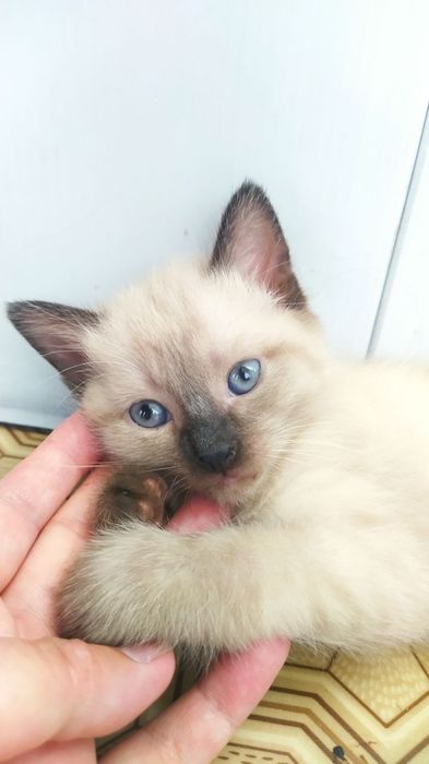 Недорого котёнок- мальчик.
