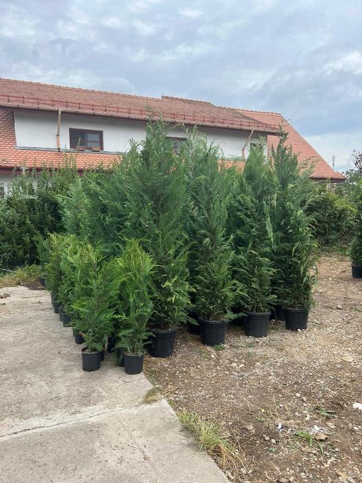 Leylandii Ornamentali pentru Delimitări Naturale și Grădini