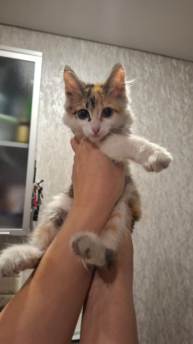 Отдам красивых котят.