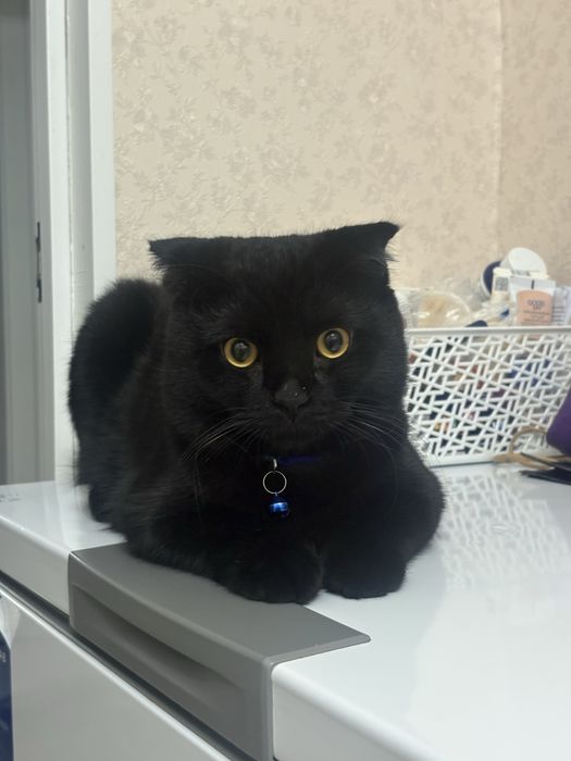 Британский кот. Вязка