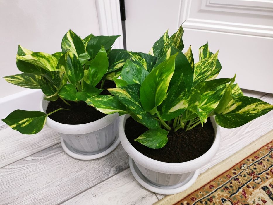 Комнатные растения. Доставка