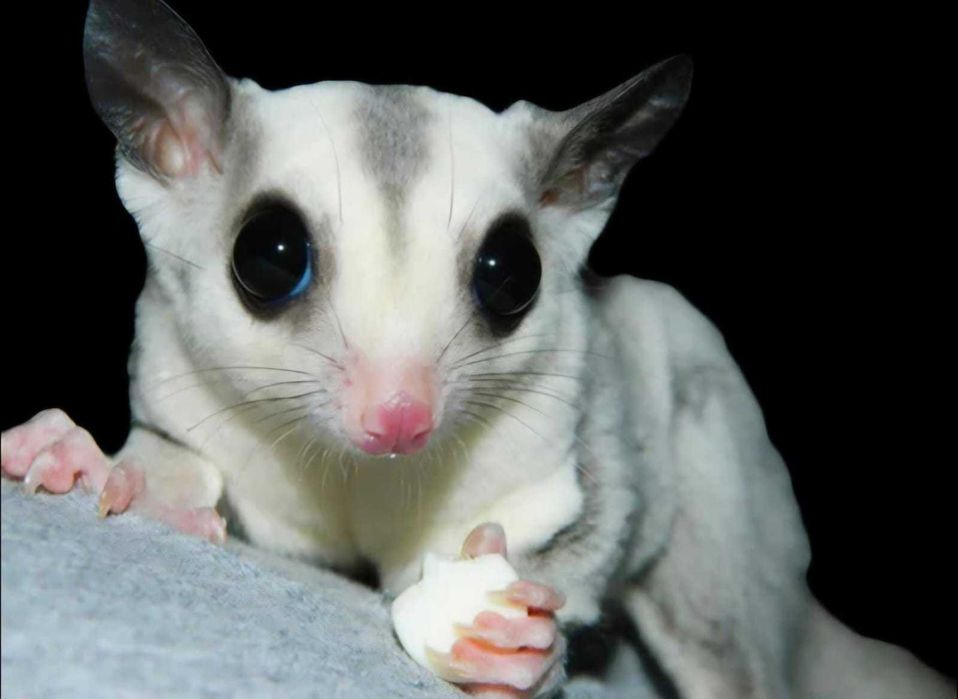 Veverita zburatoare (Sugar glider)