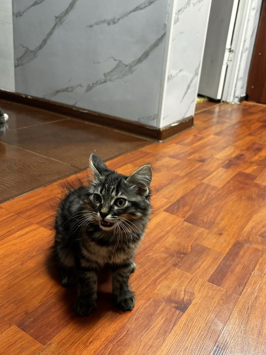 отдам котят в добрые руки