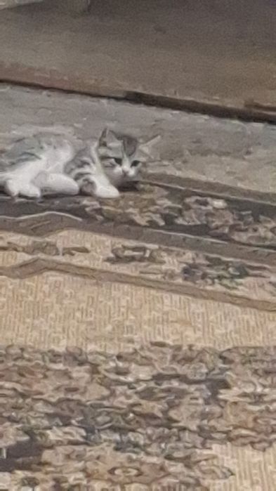 Скотиш страит котята