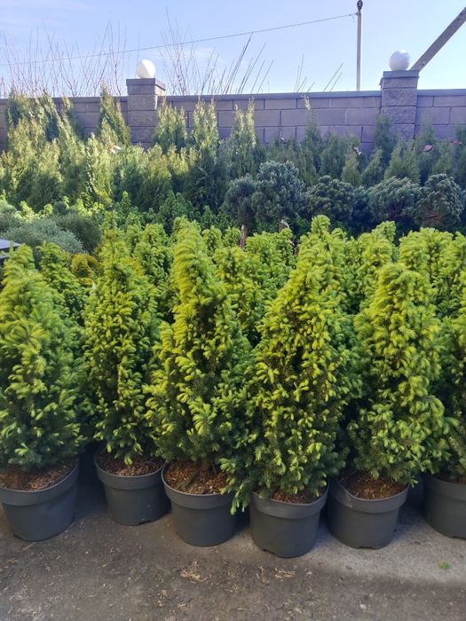 Саженцы большой ассортимент