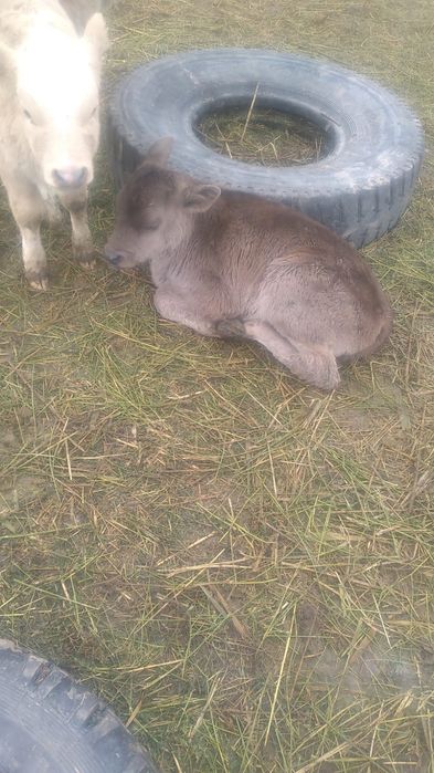 Продам телку и бычка