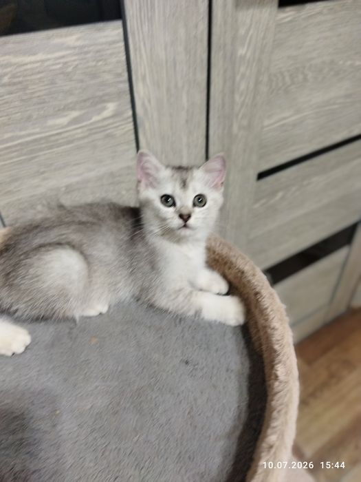 Продаются шотландские чистокровные котята серебряная шиншилла