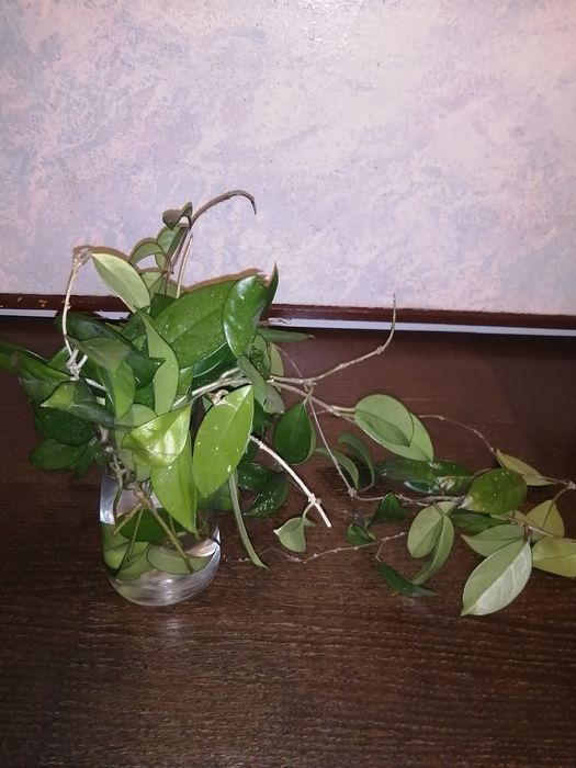 Продам черенки хойя карноза