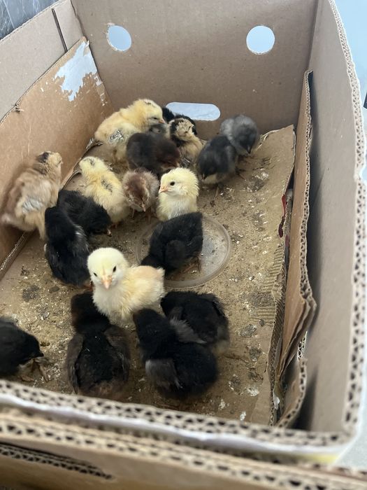 Цыплята из домашних яйиц