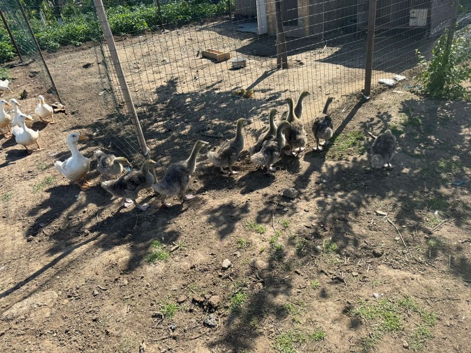 Rațe pekin de vânzare și gâște touse
