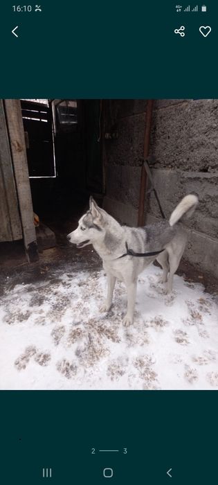 Хаски девочка умная