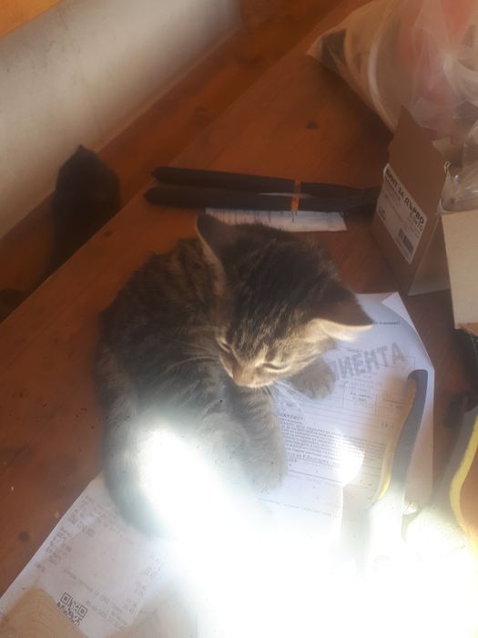 Подарявам котенца