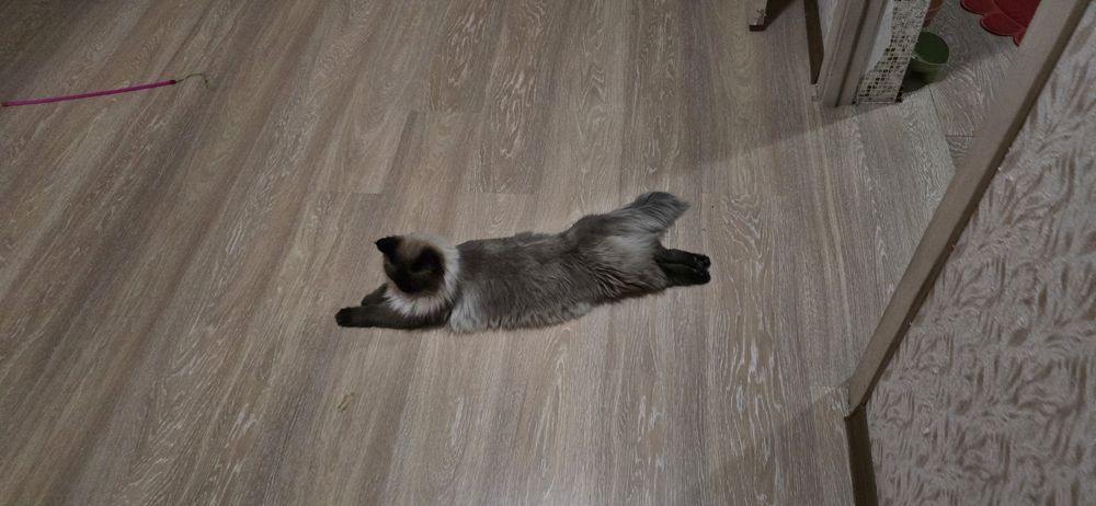 Сиамская кошка, 1 год, не стерилизована