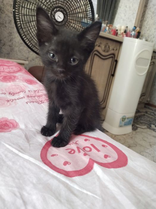 Hadiyaga mushuk bolalari beriladi