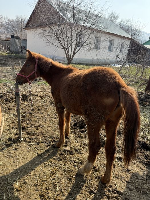 Продам Кобылу вмести с Жеребенком