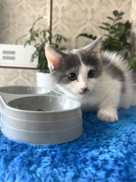 Котята, (скоттиш фолд), ( мальчик), 900.000