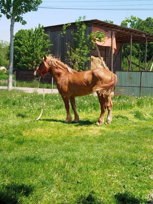 Vând sau schimb cu iapă mânz blond castrat de 3 ani jumate potcovit nou cu videa 1.55 la greabană.