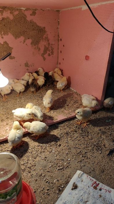 Адлер жужалври сотувда!