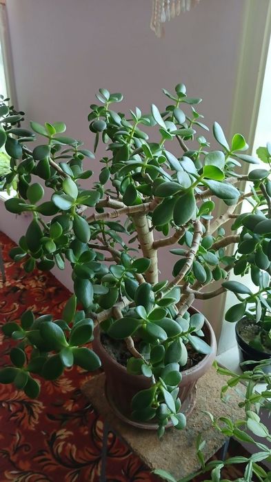 Гуллар сотилади 5таси катта идишда оладиганлар телефон килинглар гапла