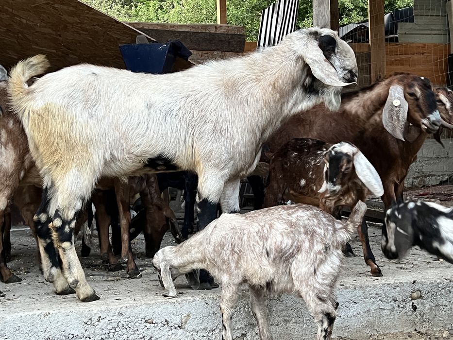 Tap anglonubian rasa pura