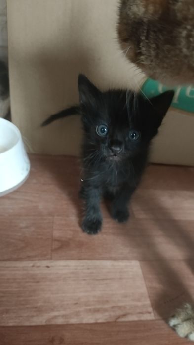 Котята в хорошие руки