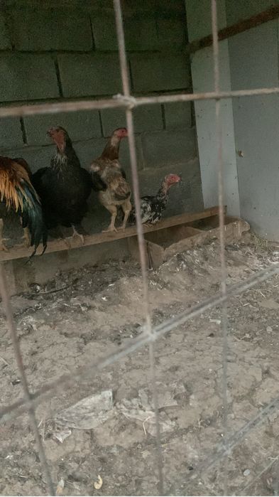 Куры бойцовые Доканы
