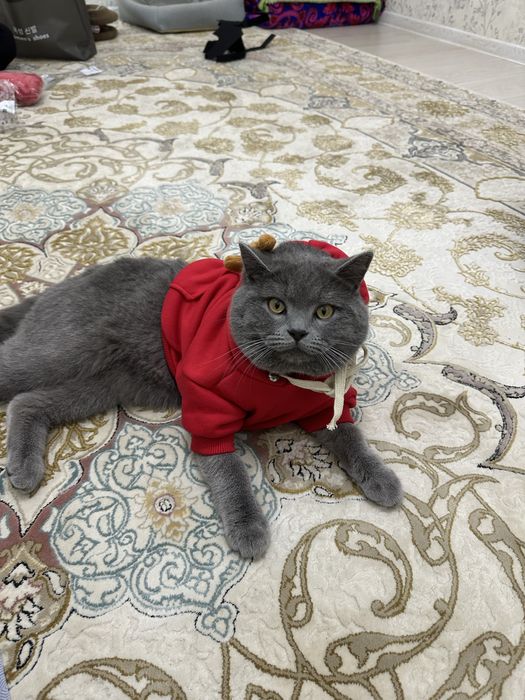 British stright mushugi toza parodalik