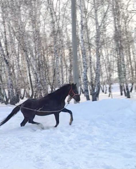 Кобылка на племя.