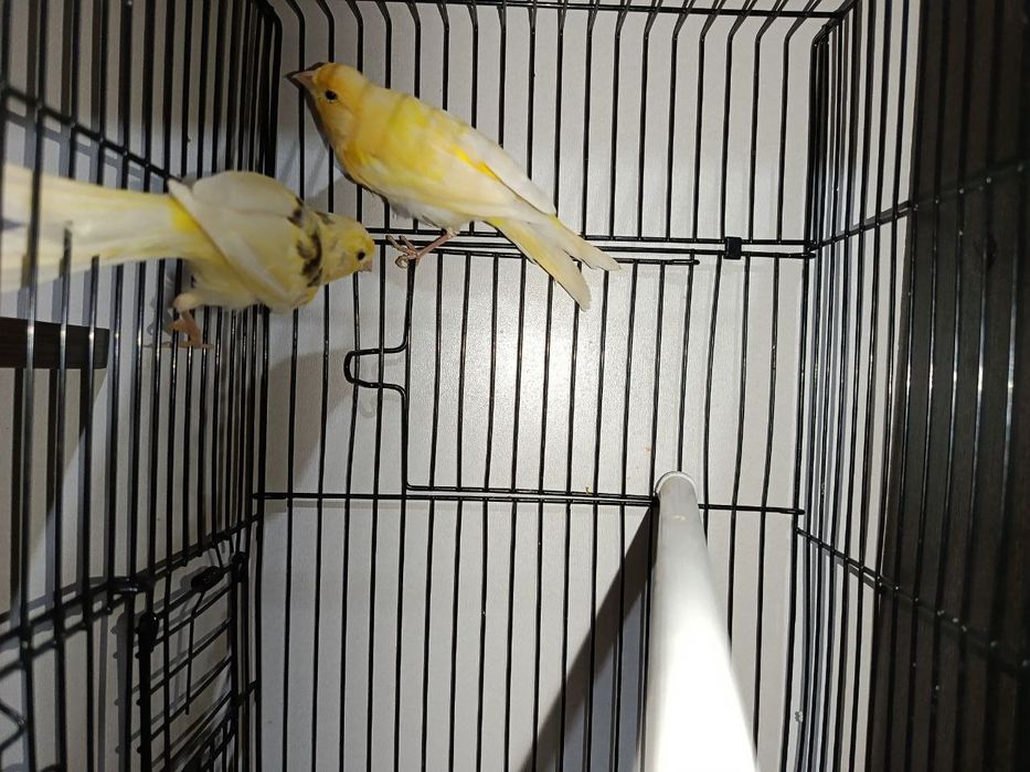 Kanareyka sotiladi  1 oydan 3 ,5 oygacha