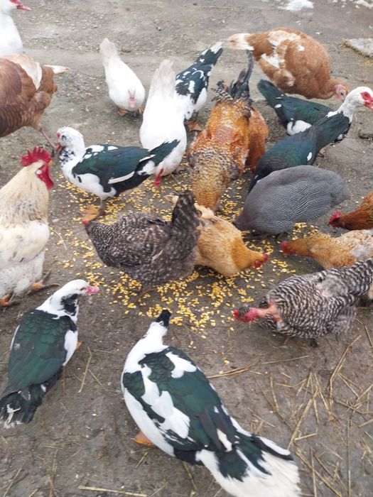 Vând păsări de curte