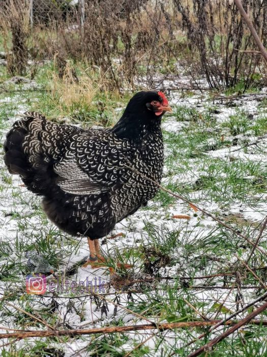 Цыплята барневельдер