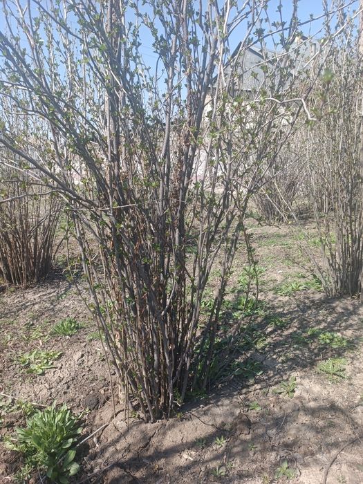 Саженцы смородины