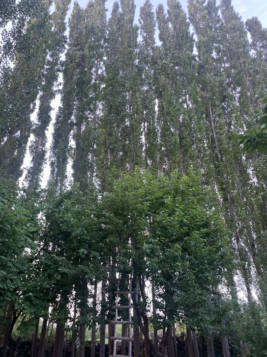 Trees for money paid
