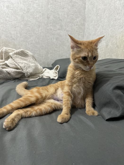 Отдаем рыжую кошку