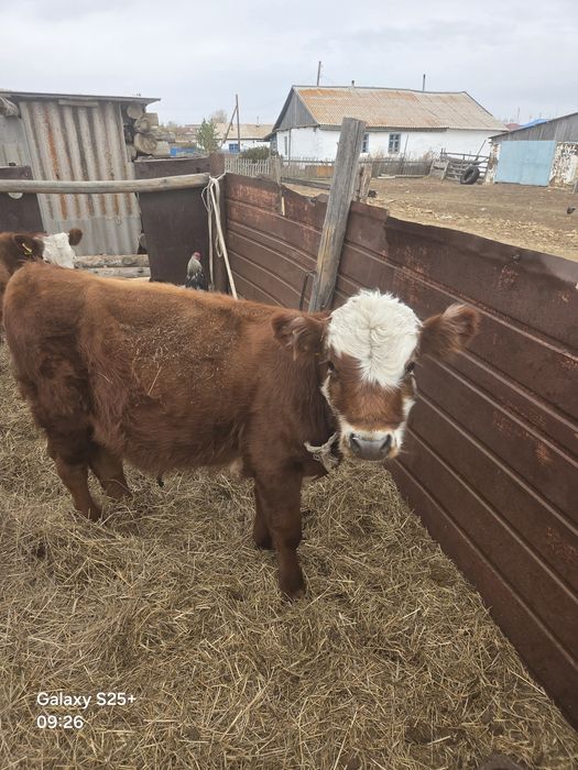 Продам 2 бычка за 700 т