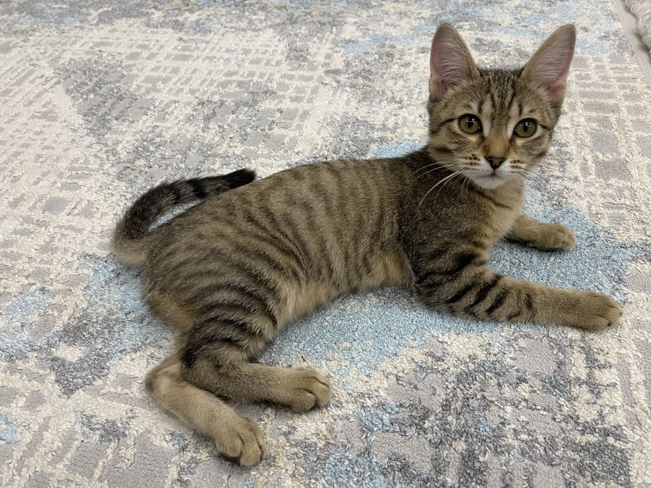 Отдам котенка в добрые руки