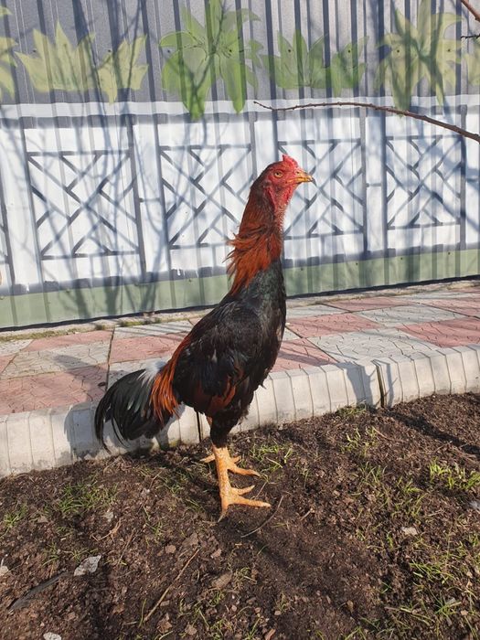 Петух дакан для боя