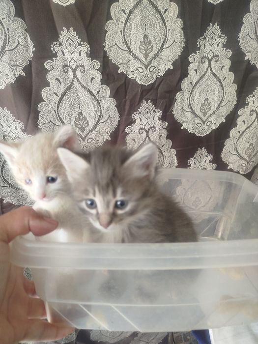 Mushuk uy mushugi mushukcha